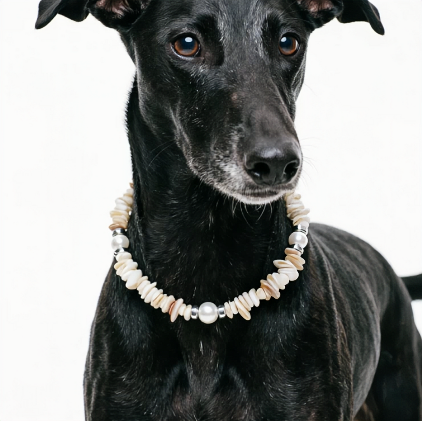 Ocean Treasure Shellstone Pet Necklace