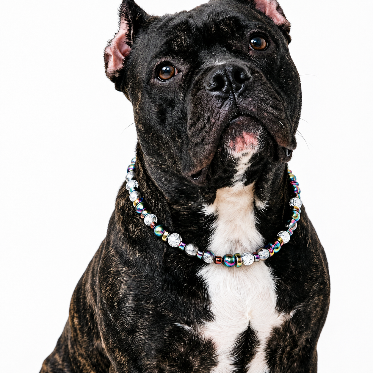 Prism Burst Statement Pet Necklace