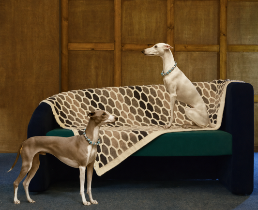 The Complete Guide to Choosing the Perfect Necklace for Your Dog or Cat