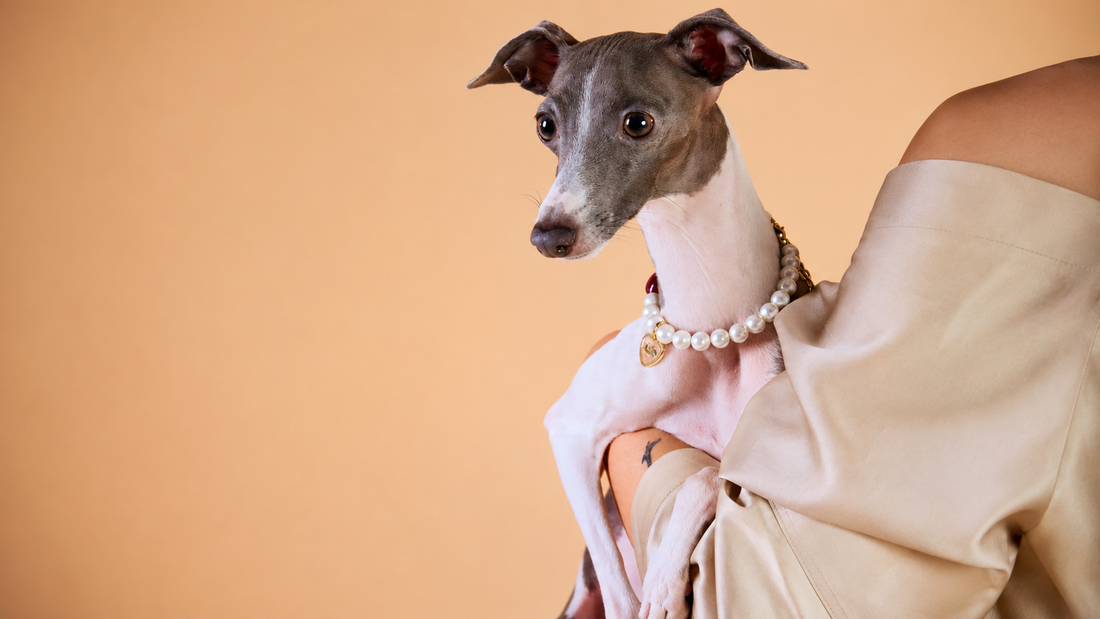 The Human–Pet Style Connection: Creating a Signature Look Together