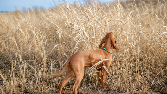 The Rise of Luxury Pet Jewelry: Why Modern Pet Parents Are Embracing Statement Accessories