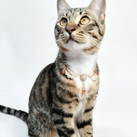 Eastern Blossom Pet Necklace