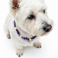 Amethyst Dream Stone Pet Necklace