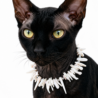 Classic Pearl Essence Pet Necklace