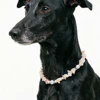 Ocean Treasure Shellstone Pet Necklace