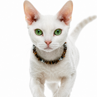 Desert Dune Sandstone Pet Necklace