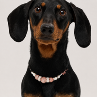 Blush Nebula Matching Pet & Owner Jewelry Set