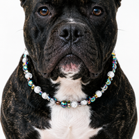 Prism Burst Statement Pet Necklace